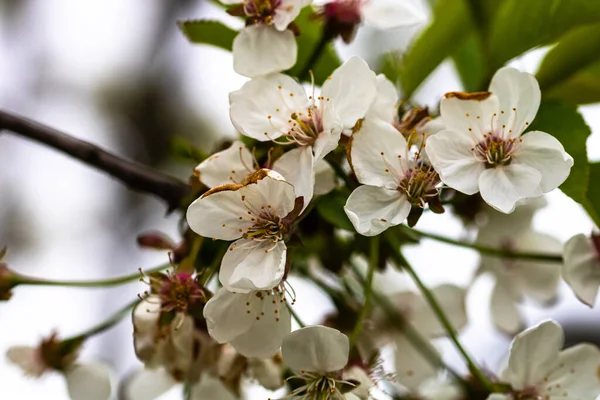 背景がぼんやりとした昼間の庭での桜のライトアップ — ストック写真