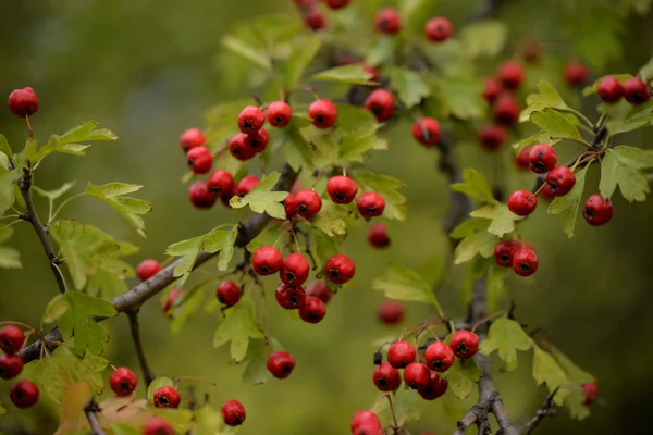 Eine Selektive Fokusaufnahme Roter Beeren Baum Mit Grünen Blättern Verschwommenem — Stockfoto