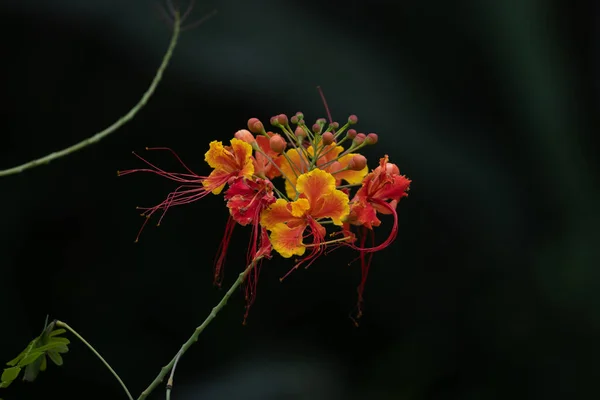 Неглубокий Фокус Мексиканской Птицы Райского Цветка Размытым Темным Фоном — стоковое фото
