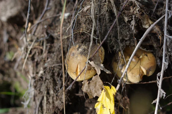 Eine Nahaufnahme Eines Pilzes Auf Getrockneten Herbstblättern — Stockfoto
