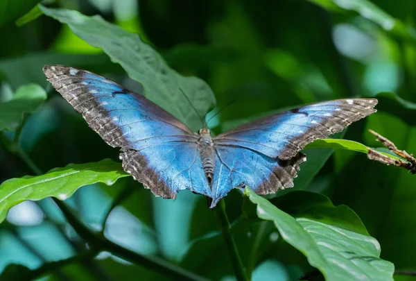 Closeup Small Colorful Butterfly Green Leaf Blurred Background — Stock Photo, Image