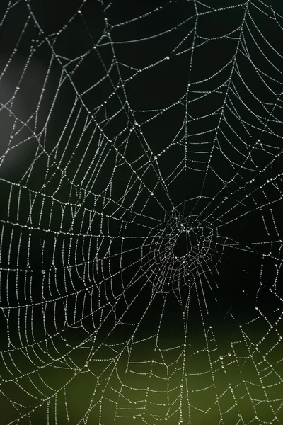 Tiro Foco Seletivo Teia Aranha Com Gotas Água — Fotografia de Stock