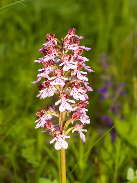 Vertikální Záběr Květinu Orchideje Louce — Stock fotografie