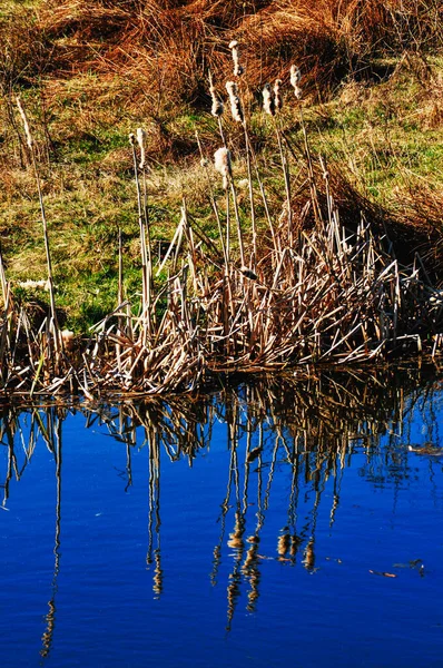 Een Selectieve Van Riet Bij Het Meer Ochtend — Stockfoto