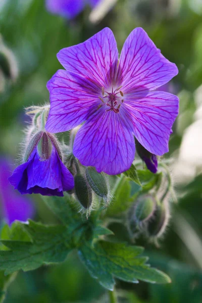 Zbliżenie Ujęcie Purpurowego Geranium Kwiat — Zdjęcie stockowe