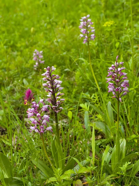 Colpo Verticale Orchidea Soldato Orchis Militaris Prato — Foto Stock