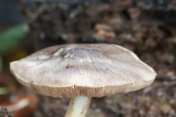 一种生长在森林中的野生蘑菇的选择性集中拍摄 — 图库照片