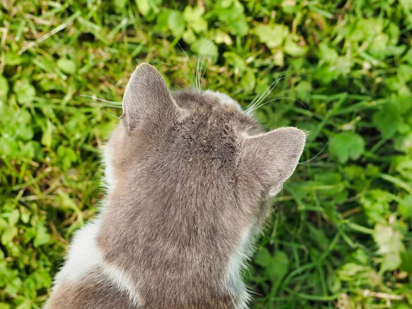 Malebný Záběr Rozkošné Šedobílé Toulavé Kočky Hledící Trávy — Stock fotografie