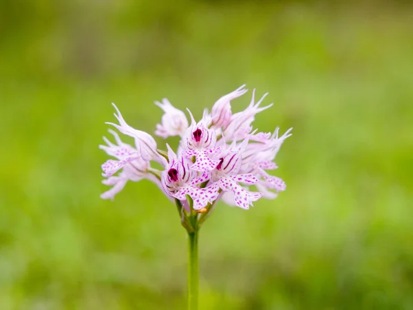 Zbliżenie Ujęcia Trójzębnej Orchidei Łące — Zdjęcie stockowe