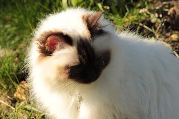 太陽の下で公園の屋外でふわふわのヒマラヤの猫のクローズアップショット — ストック写真