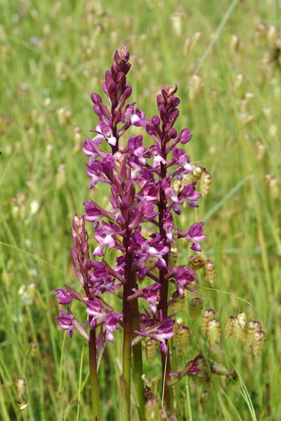 Vertikální Záběr Jersey Orchideje Louce — Stock fotografie