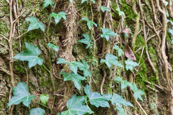 Närbild Mossig Trädstam Täckt Växter — Stockfoto