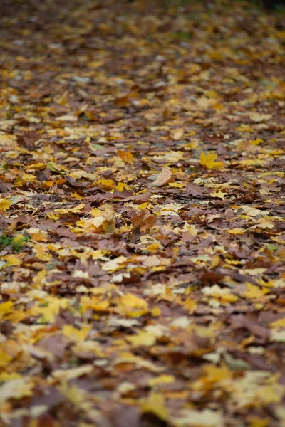 Tiro Vertical Folhas Outono Caídas Chão Parque — Fotografia de Stock