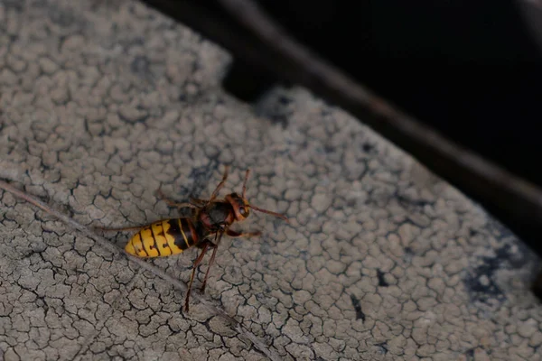 Uma Visão Superior Uma Foto Foco Macro Rasa Uma Formiga — Fotografia de Stock