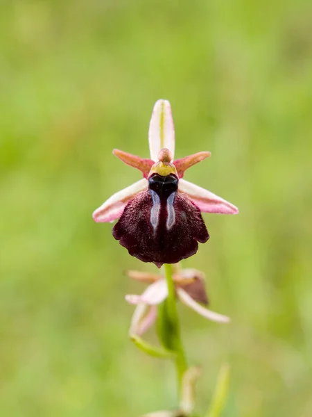 Vertical Shot Ophrys Orchid Flower Meadow — Stock Photo, Image