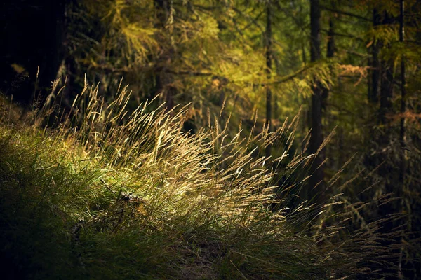 森林里新鲜绿草的特写镜头 — 图库照片