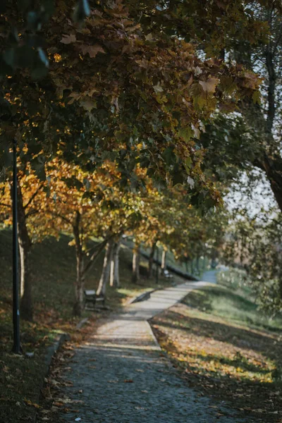 緑に囲まれた細い通路を持つ美しい公園の垂直ショット — ストック写真