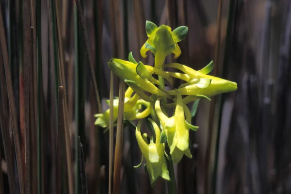 Selektiv Fokusbild Växande Orkidé — Stockfoto