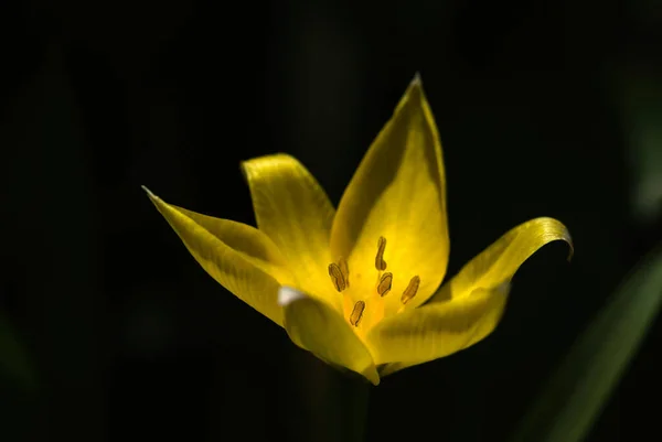 Zbliżenie Ujęcie Żółtego Dzikiego Tulipana — Zdjęcie stockowe