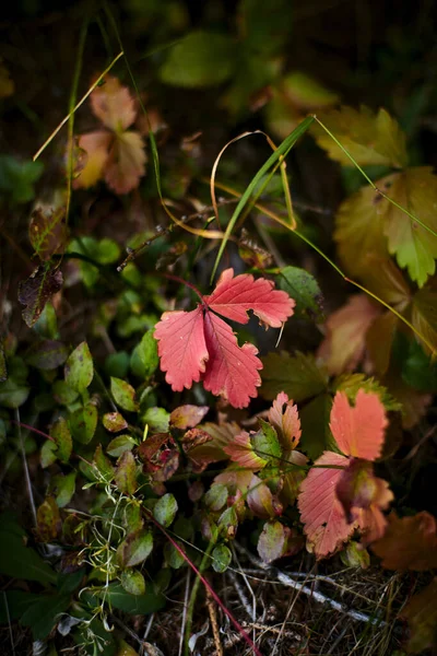 Вертикальный Снимок Цветка Лесной Травы — стоковое фото