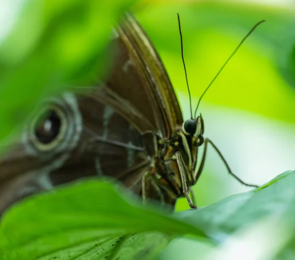 Крупный План Маленькой Красочной Бабочки Сидящей Зеленом Листе Размытым Фоном — стоковое фото