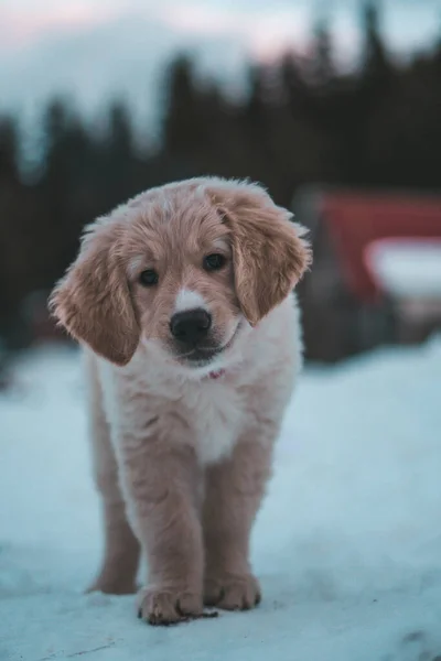 雪の中で白いラブラドールの子犬の垂直ショット — ストック写真