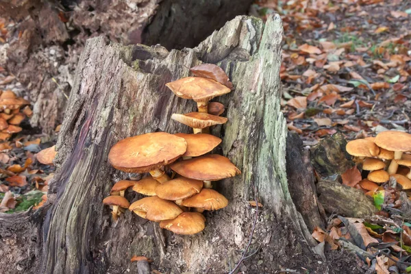 Selective Focus Shot Brown Wild Mushrooms Growing Old Wood — Stock Photo, Image