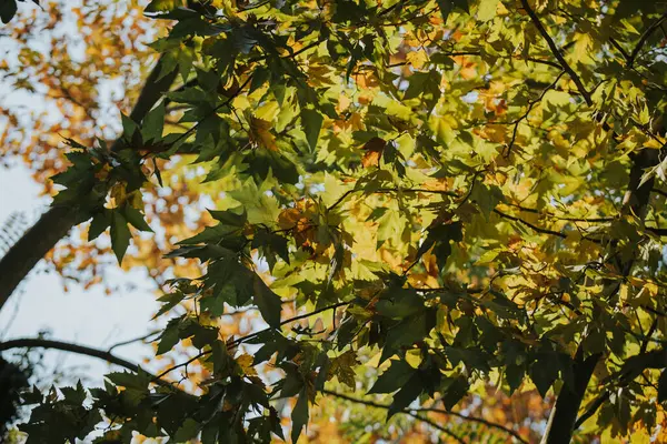 Low Angle Shot Lush Green Leaves Growing Trees Bright Sky — Stock Photo, Image