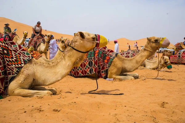 Dubai Vereinigte Arabische Emirate Oktober 2021 Eine Gruppe Kamele Parkt — Stockfoto