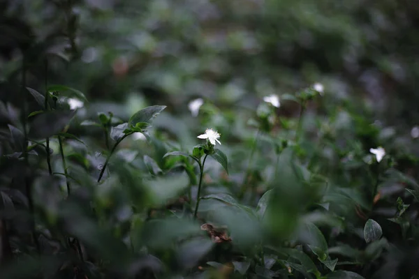 Hermosas Flores Silvestres Blancas Cultivadas Jardín Australia Brisbane — Foto de Stock