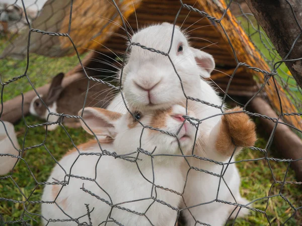 Bir Çift Sevimli Tavşan Birbirine Sarılıyor — Stok fotoğraf