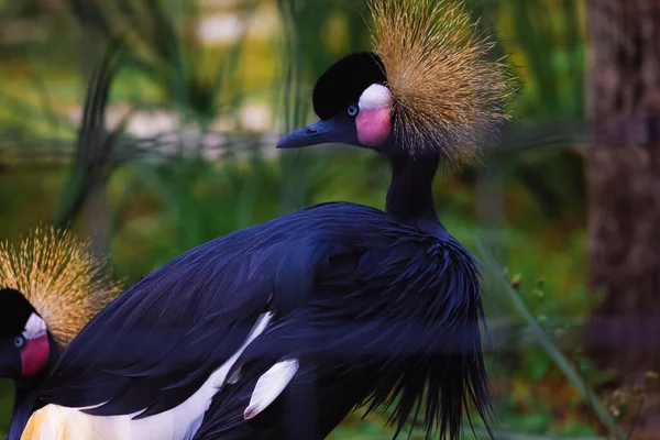 Een Close Van Een Prachtige Gekroonde Kraan Het Park Met — Stockfoto