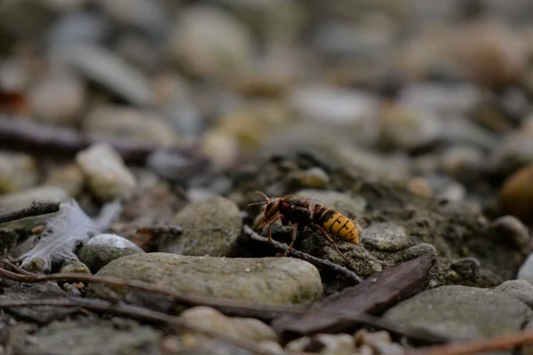 Una Macro Toma Enfoque Superficial Una Mariquita Una Roca Lado — Foto de Stock