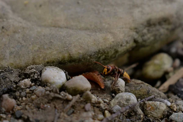 在树叶旁边的岩石上的瓢虫的宏观浅视镜头 — 图库照片