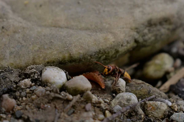 Une Macro Plan Mise Point Peu Profond Une Coccinelle Sur — Photo