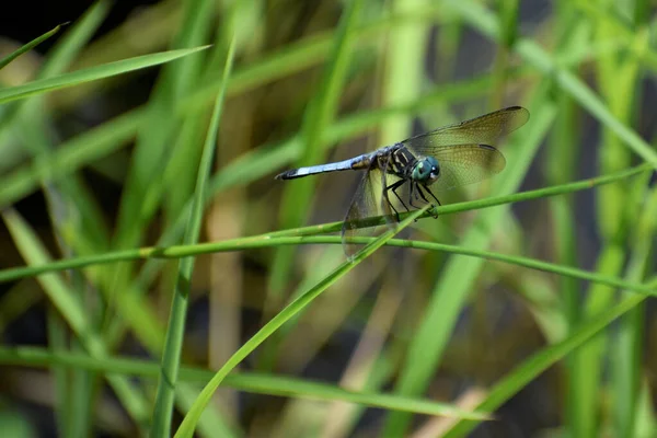 Mise Point Sélective Une Libellule Sur Brin Herbe — Photo