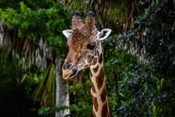 Gros Plan Sur Tête Une Belle Girafe Dans Parc Avec — Photo