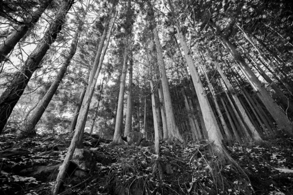 Tiro Baixo Ângulo Escala Cinza Árvores Altas Uma Floresta — Fotografia de Stock