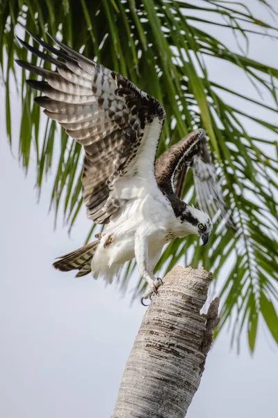 Belo Tiro Grande Falcão Selvagem Pousando Uma Palma Depois Voar — Fotografia de Stock