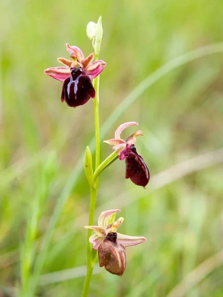 Plan Vertical Fleur Orchidée Ophrys Dans Une Prairie — Photo