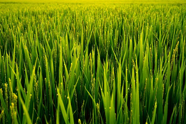 Closeup Shot Green Grass Wallpaper Background — Stock Photo, Image