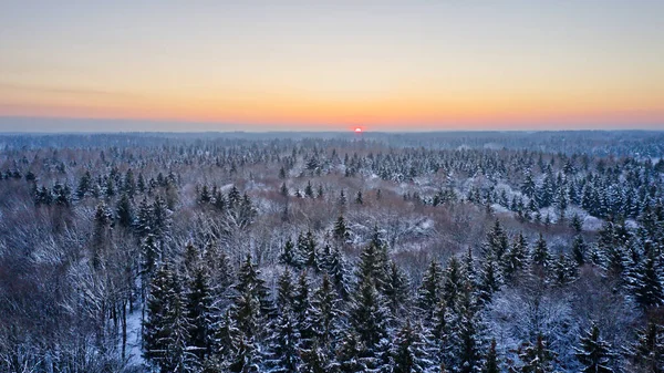 Vacker Utsikt Över Ett Vinterlandskap Med Träd Och Växter Täckta — Stockfoto