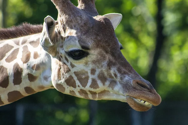 Portrét Roztomilé Žirafy Zoo — Stock fotografie