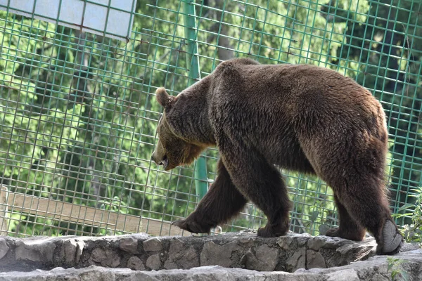 Malebný Záběr Medvěda Hnědého Kráčejícího Kleci Zoo — Stock fotografie