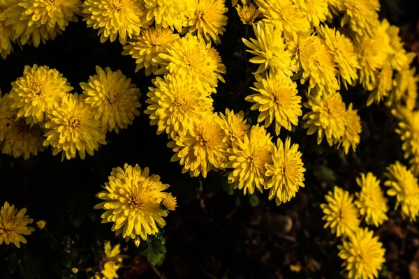 Primo Piano Crisantemi Gialli Che Crescono Giardino Con Uno Sfondo — Foto Stock