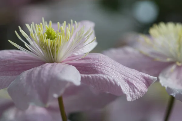 Zbliżenie Ujęcie Górskich Kwiatów Clematis — Zdjęcie stockowe