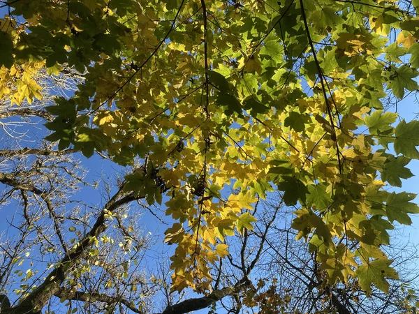 Plan Angle Bas Arbre Vert Luxuriant Sous Ciel Bleu Vif — Photo