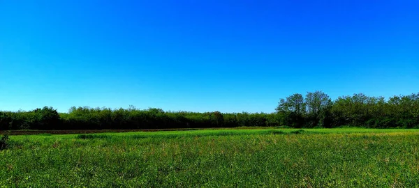 Panoramiczny Strzał Zielonego Pola Trawy Otoczonego Lasami Pod Czystym Błękitnym — Zdjęcie stockowe