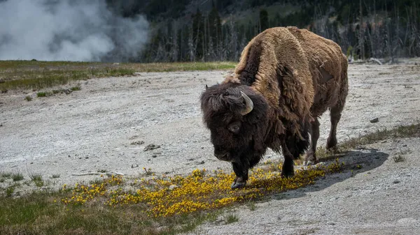 Gros Plan Bison Amérique Dans Parc National Yellowstone Wyoming États — Photo