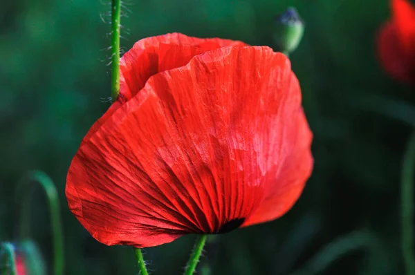 Вибірка Червоних Макових Квітів Полі — стокове фото